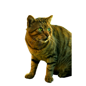 Close Up Of A Tabby Cat With Green Eyes On A Sunny Street In Arhavi, TüRkiye. 15493 - Cat PNG image with transparent background